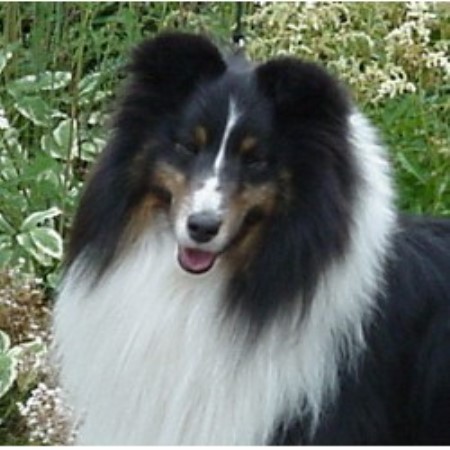 Shetland Sheepdog breeder in Cargill, Ontario