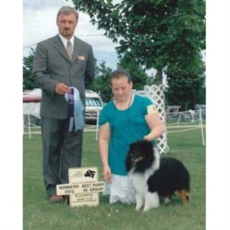 Sheltie in Ontario picture 2