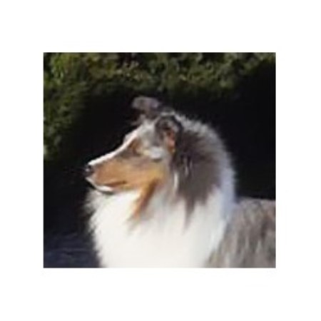 Sheltie breeder in Ontario picture 2