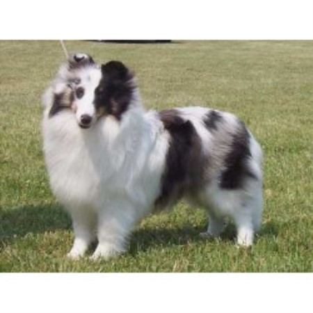 Shetland Sheepdog Breeder in Cargill,, Ontario