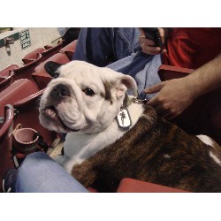 English Bulldog Stud in Rancho Cucamonga, California