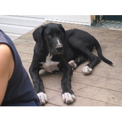Great Dane Stud in Quincy, Indiana
