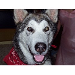 Alaskan Malamute Stud in Alabama