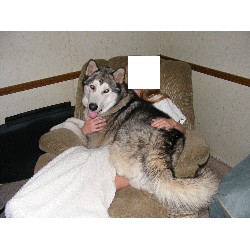 Alaskan Malamute breeder in Alabama picture 2
