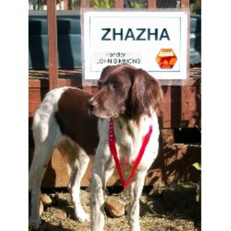 Munsterlander Breeder in Camas, Washington
