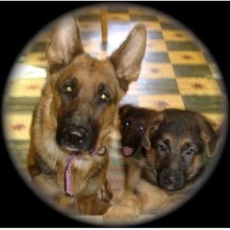 GSD,Alsatian in Illinois picture 2