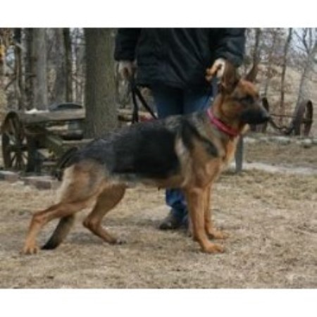 German Shepherd Dog Breeder in Payson, Illinois