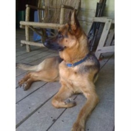 GSD,Alsatian in Illinois