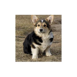 Pembroke Welsh Corgi Breeder in Herron, Michigan