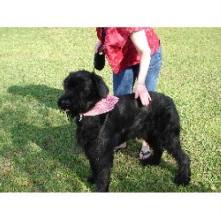 Giant Schnauzer Breeder in Scott, Louisiana