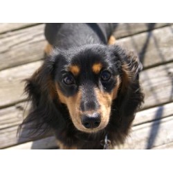Doxie in Washington picture 2