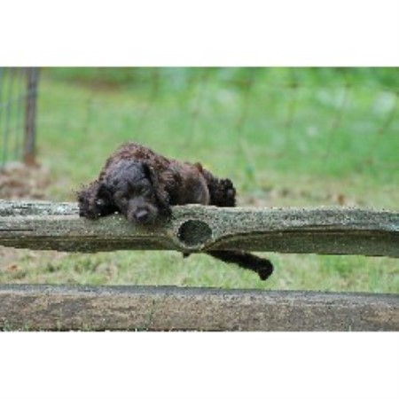 Boykin Spaniel in Mississippi