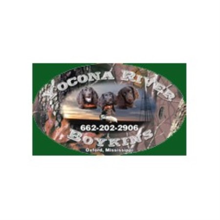 Boykin Spaniel breeder in Mississippi picture 2