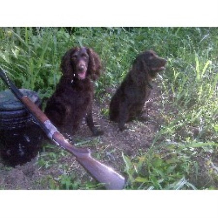 Boykin Spaniel breeder in Oxford Mississippi