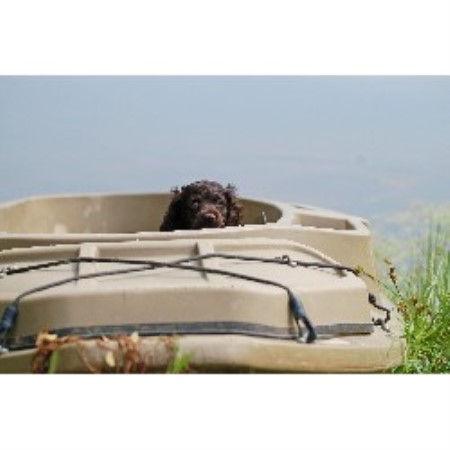 Boykin Spaniel Breeder in Oxford, Mississippi