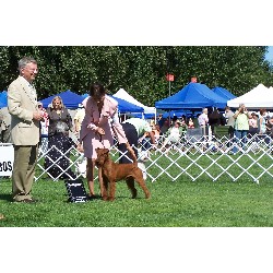 Irish Terrier Stud in Washington