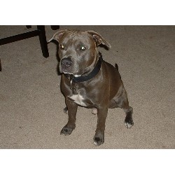 American Pit Bull Terrier Stud in Atlantic Beach, Florida