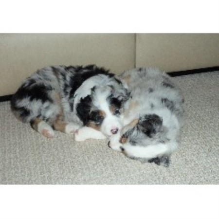 Australian Shepherd Dog Breeder in Waubaushene, Ontario
