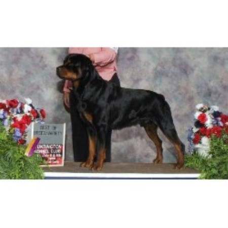 Rottweiler breeder in Pennsylvania picture 2