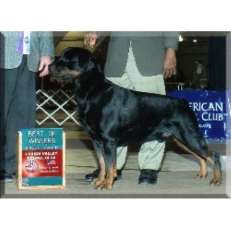 rottweilers for sale in maryland rottweiler puppies for sale in maryland area breeds picture rottweilers for sale in maryland rottweiler puppies for sale in maryland area breeds picture