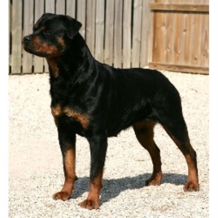 rottweiler puppies for sale in maryland rottweiler puppies for sale in maryland area breeds picture rottweiler puppies for sale in maryland rottweiler puppies for sale in maryland area breeds picture