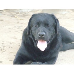 rosco