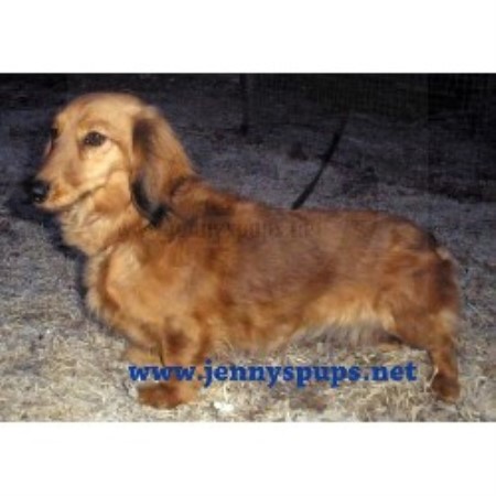 Doxie breeder in Iowa picture 2
