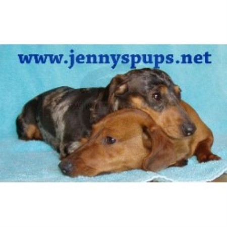 Dachshund breeder in Eldorado Iowa