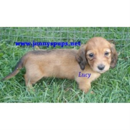 Doxie in Iowa