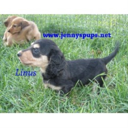 Doxie in Iowa picture 2