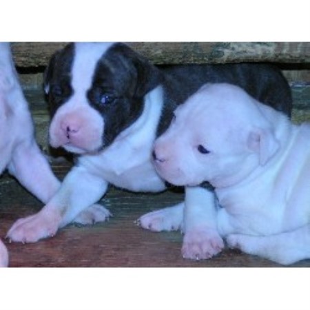 American Bulldog breeder in Texas picture 2