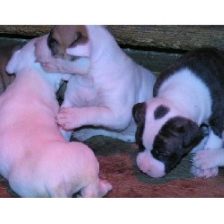 American Bulldog in Texas picture 2