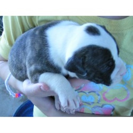 American Bulldog Breeder in Burleson, Texas