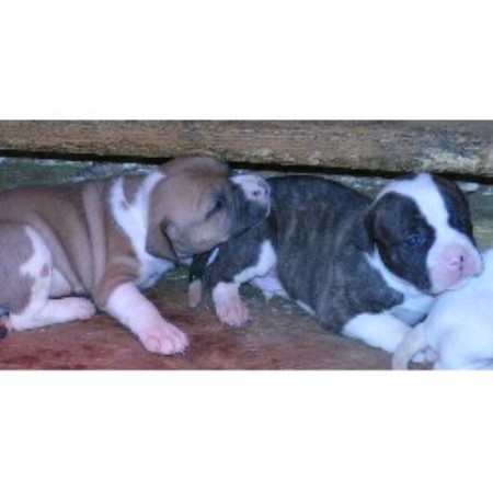 American Bulldog in Texas