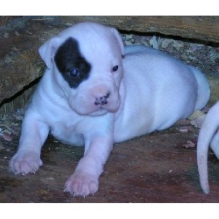 American Bulldog breeder in Burleson Texas