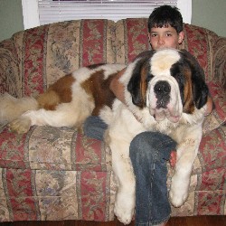 Saint Bernard Stud in South Carolina