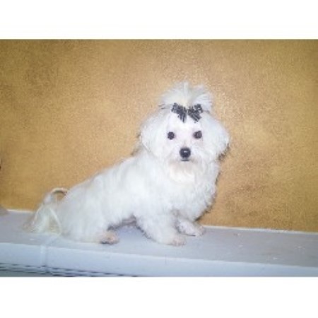 Maltese Breeder in Denham Springs, Louisiana