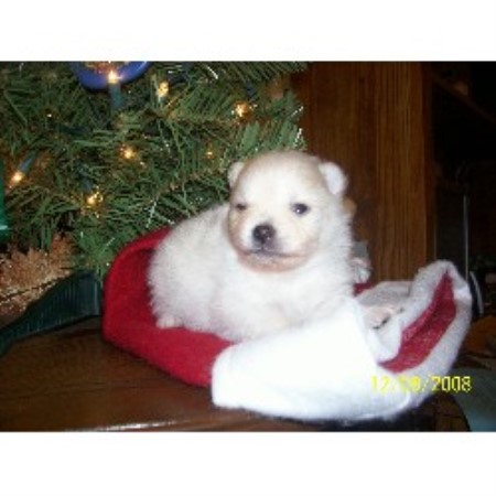 Pomeranian breeder in Wisconsin picture 2