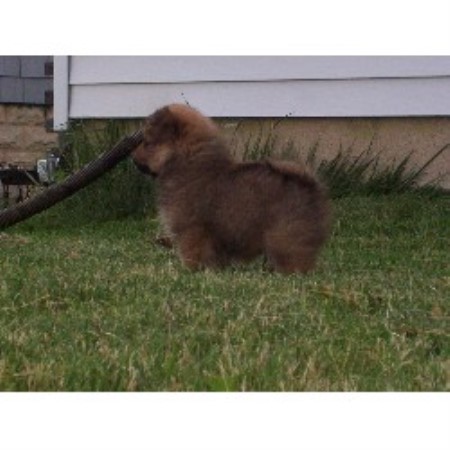 Pomeranian in Wisconsin picture 2