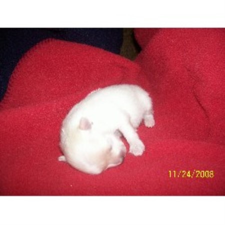 pomeranian breeders wisconsin kspomeranians pomeranian breeder in marinette wisconsin pomeranian breeders wisconsin kspomeranians pomeranian breeder in marinette wisconsin