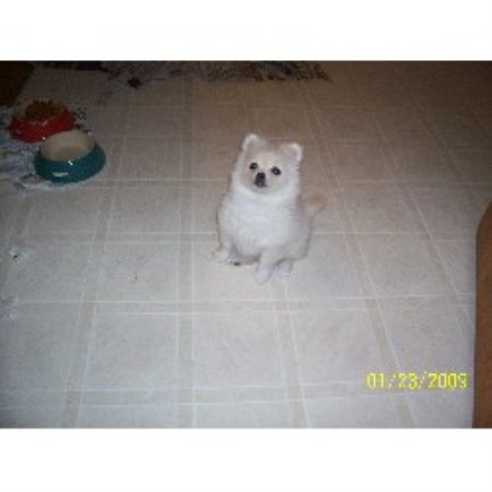 Pomeranian Breeder in Marinette, Wisconsin