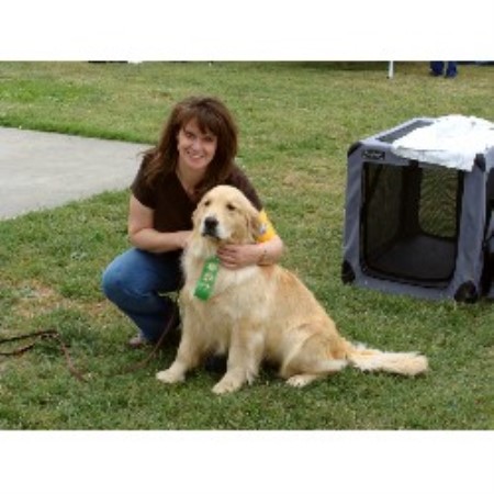 Golden Retriever in California