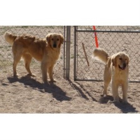 Golden Retriever in California picture 2