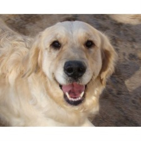 Golden Retriever Breeder in Newberry Springs, California