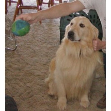 Golden Retriever breeder in California picture 2