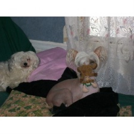 Powder Puff  Hairless chinese crested examples