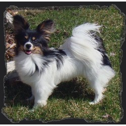 Papillon in Illinois