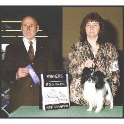 Papillon Stud in Illinois