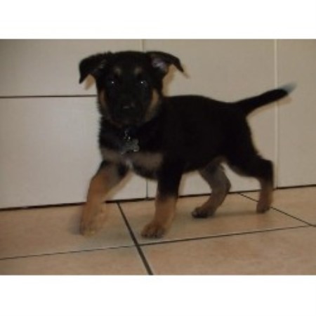German Shepherd Dog Breeder in Pittsburgh, Pennsylvania