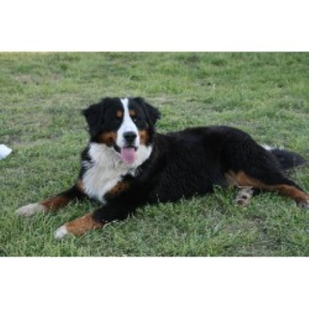 Bernese Mountain Dog in Texas picture 2
